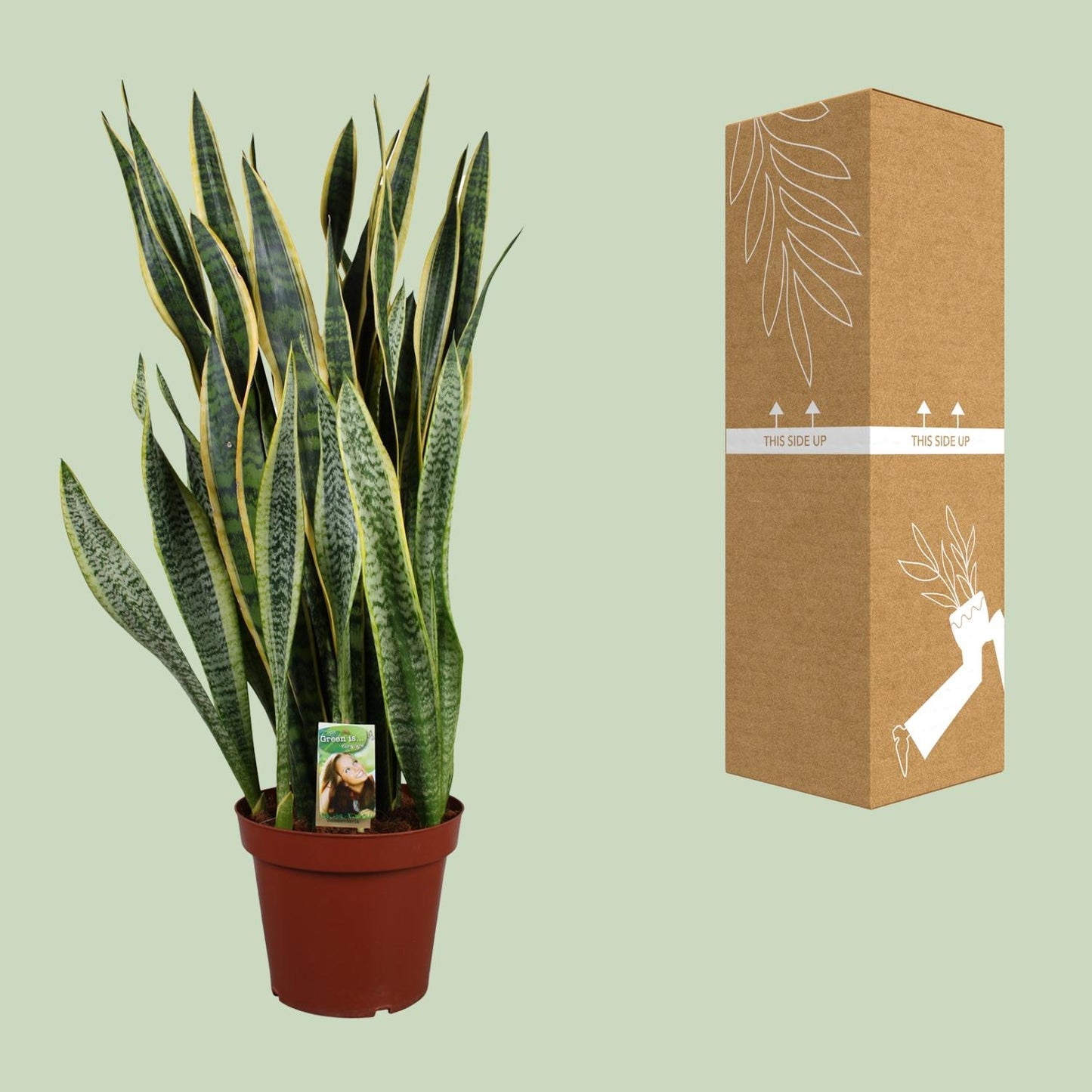 Sansevieria Laurentii P26 - Extra Dik - Ø27cm - ↕100cm