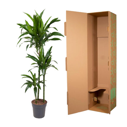 Drachenbaum Janet Craig 150 cm – Pflegeleichte Eleganz