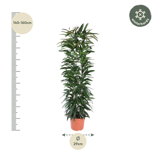 Bananenfeige 'Alii King' – elegante Zimmerpflanze 150 cm