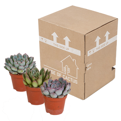 Echeveria Mix 3er Set – Pflegeleichte Sukkulenten 8,5 cm