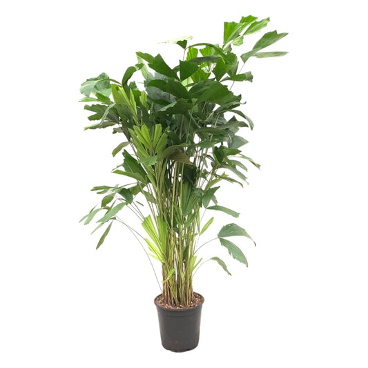 Fischschwanzpalme 140 cm – Exotische Zimmerpflanze