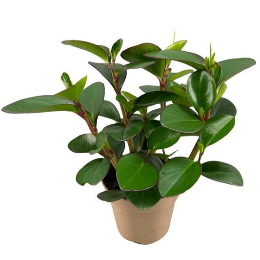 Peperomia Clusiifolia Red Margin - Ø15cm - ↕30cm