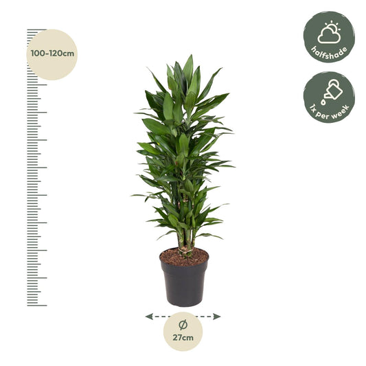 Drachenbaum Janet Lind – Stilvolle, pflegeleichte Zimmerpflanze 110 cm