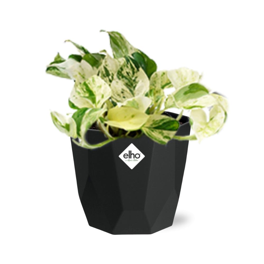 Epipremnum Pinnatum Happy Leaf in 14cm b.for rock living black