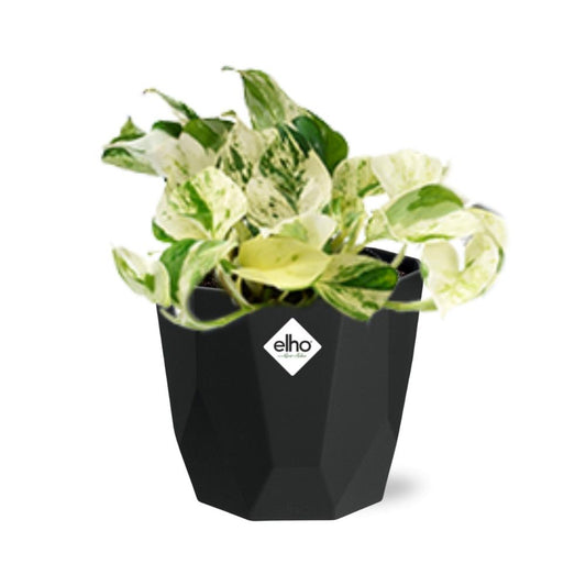 Epipremnum Pinnatum Happy Leaf in 14cm b.for rock living black