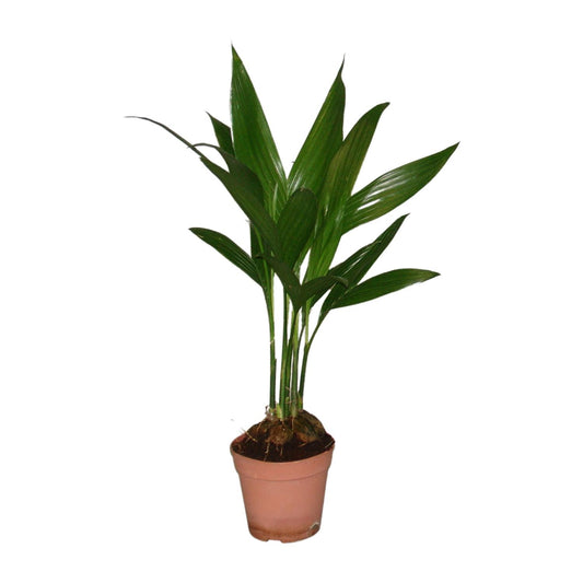 Areca Catechu - Ø12cm - ↕50cm