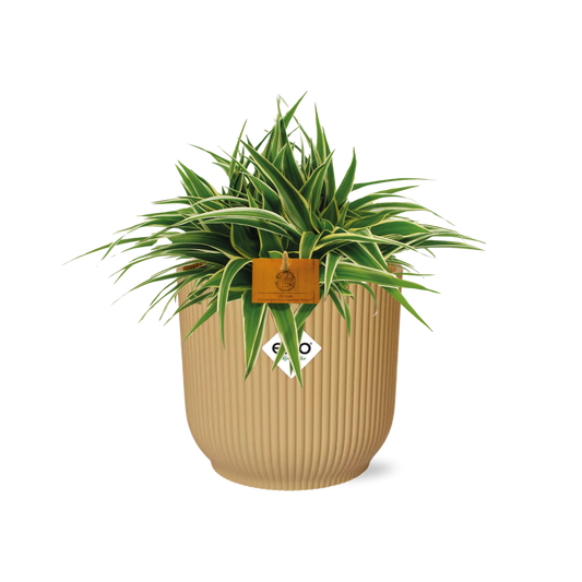 Chlorophytum Ocean 15cm in ELHO Vibes Fold 16cm round geel
