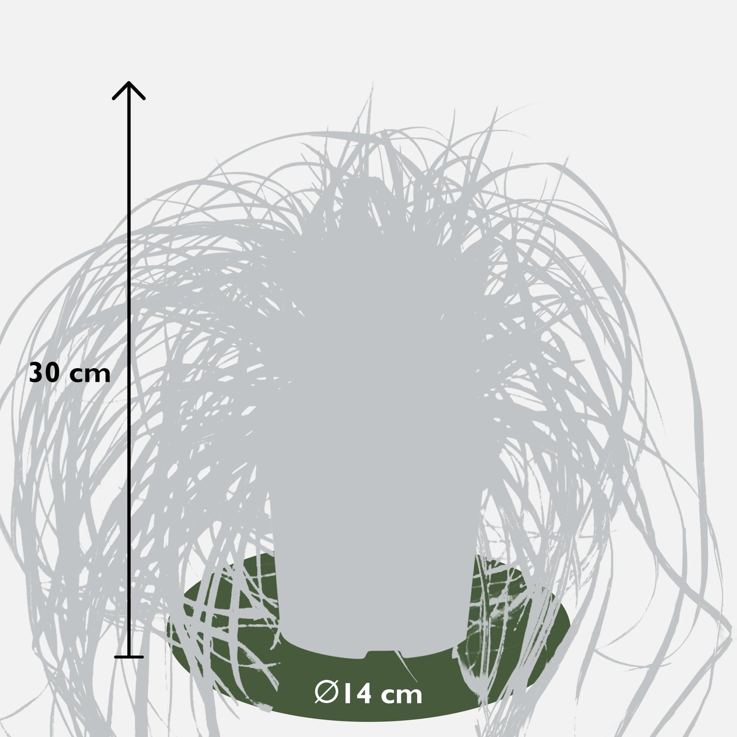 5x - Carex mix - ↨30cm - Ø14