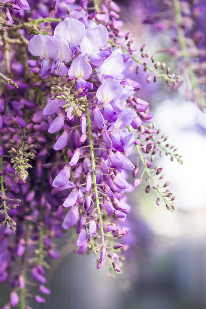 Wisteria floribunda 'Naga Noda' - Purpurner Regen - Ø15cm - ↕65cm