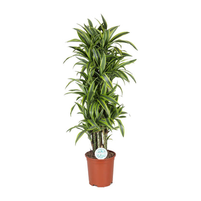 Dracaena Deremensis Lemon Lime - Ø27cm - ↕120cm