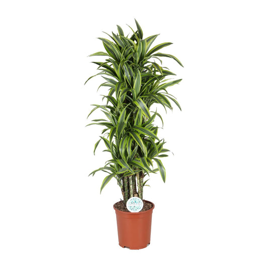 Dracaena Deremensis Lemon Lime - Ø27cm - ↕120cm