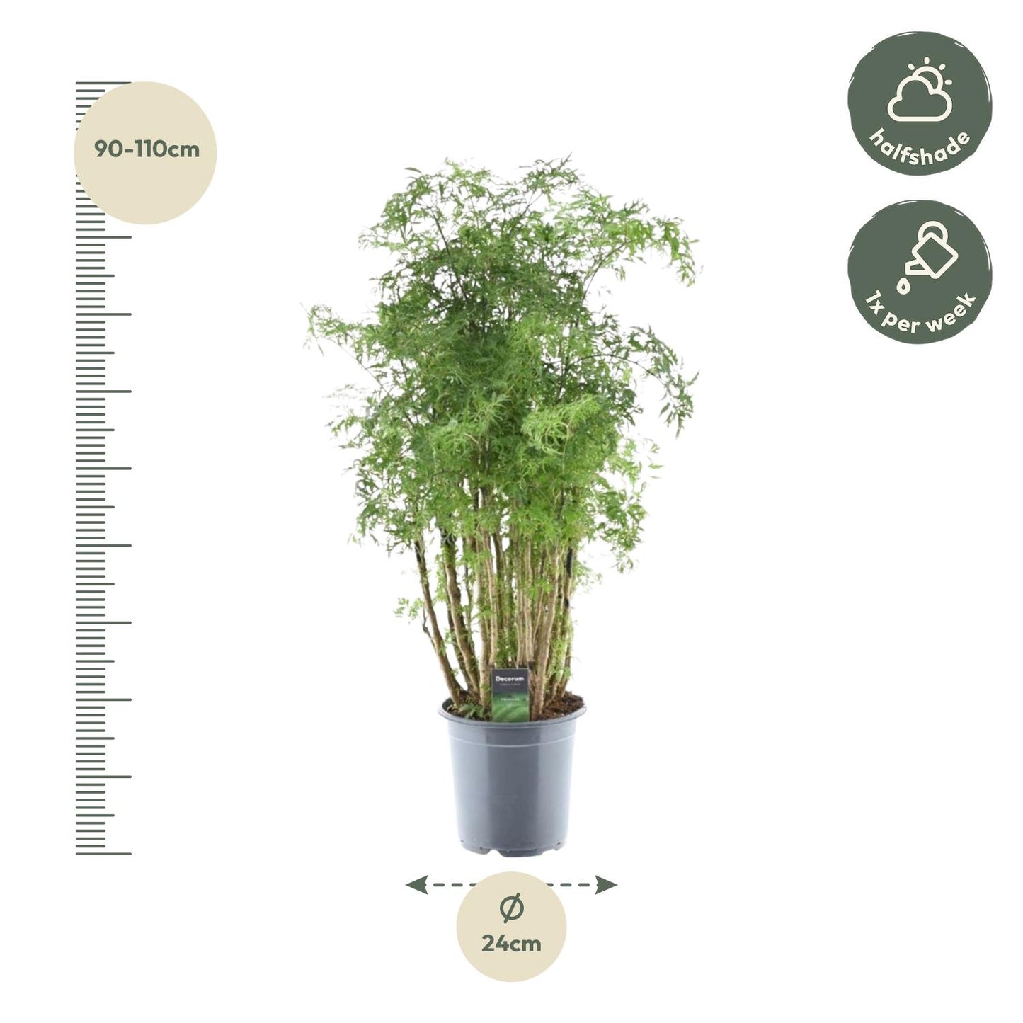 Ming Aralie Zimmerpflanze – 90 cm tropische Eleganz