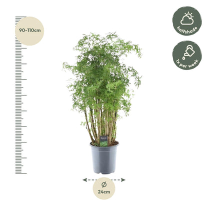 Ming Aralie Zimmerpflanze – 90 cm tropische Eleganz