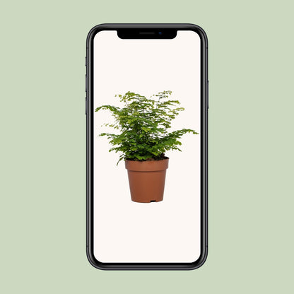 Adiantum Fritz Luthi - Ø12cm - ↕35cm