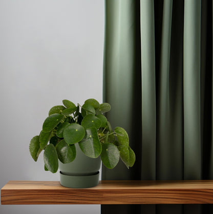 Pilea Peperomiodes - Pfannkuchenfabrik - Ø15cm - ↕25cm