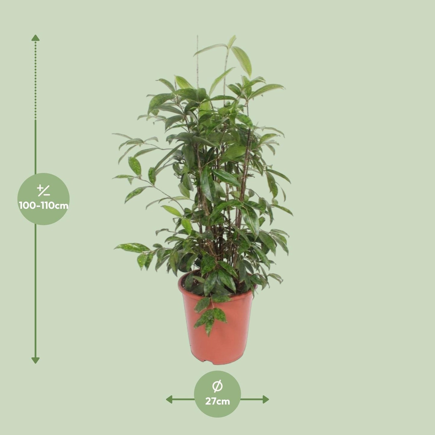 Dracaena Surculosa - Ø27cm - ↕110cm