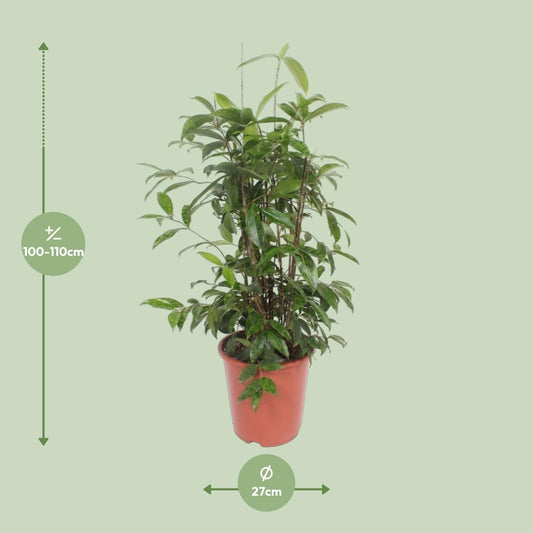Dracaena Surculosa - Ø27cm - ↕110cm
