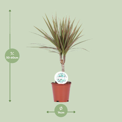 Dracaena Bicolor - Ø14cm - ↕55cm