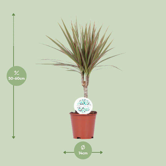 Dracaena Bicolor - Ø14cm - ↕55cm