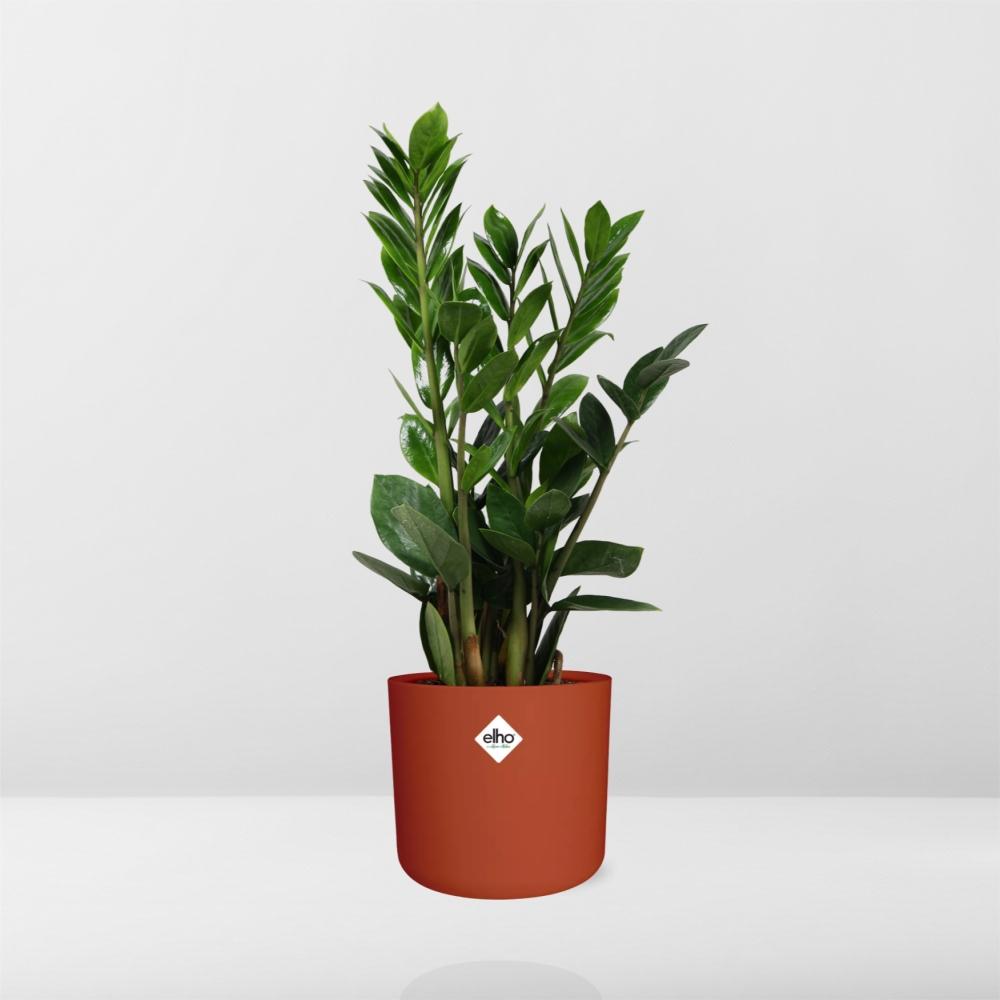 Zamioculcas – Hoogte 45-50 in ELHO b.for soft rond 14cm brique