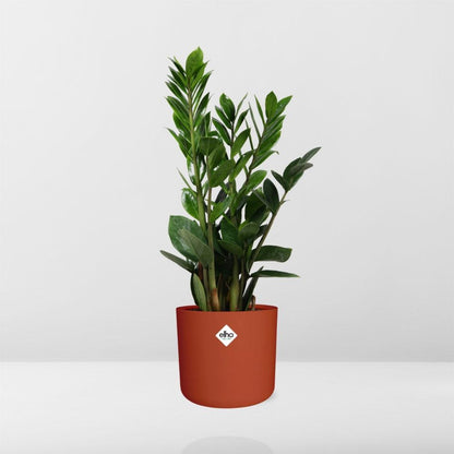 Zamioculcas – Hoogte 45-50 in ELHO b.for soft rond 14cm brique