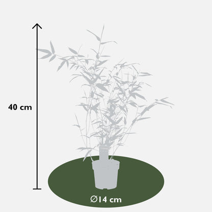 Phyllostachys 'Bissetii' - Ø14cm - ↕40cm