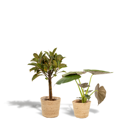 Ficus Elastica Melany - Ø21cm - ↕85cm + Alocasia Wentii - Ø19cm - ↕60cm + Korb Selin