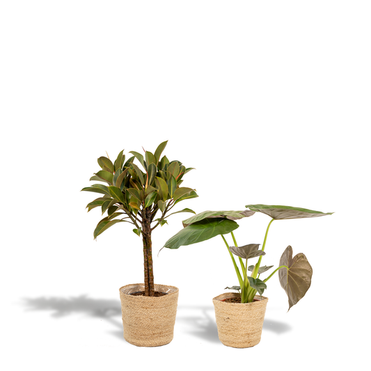 Ficus Elastica Melany - Ø21cm - ↕85cm + Alocasia Wentii - Ø19cm - ↕60cm + Korb Selin