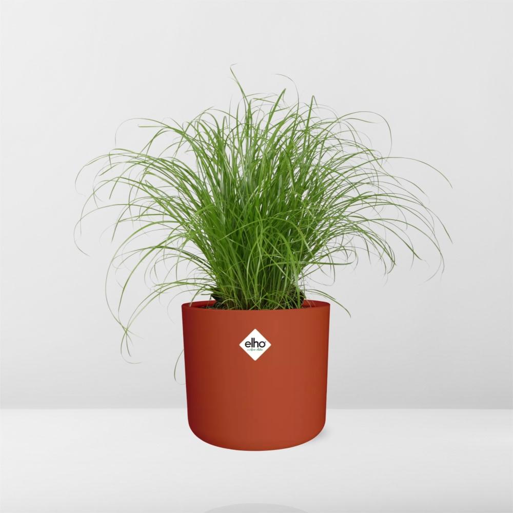 Cyperus Alternifolius Zumula Zonder Etiket in ELHO b.for soft rond 14cm brique