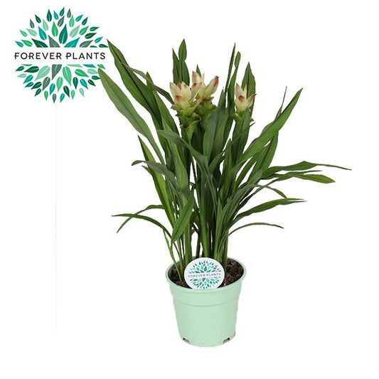 Curcuma Siam Solar - Ø17cm - ↕65cm