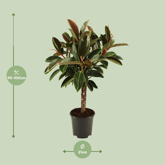 Ficus elastica Melany stam - Ø21cm - ↕90cm