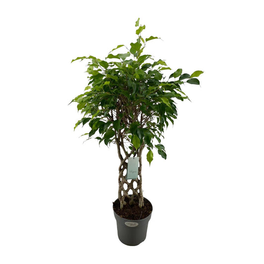 Ficus Benjamina Exotica matt - Ø24cm - ↕100cm