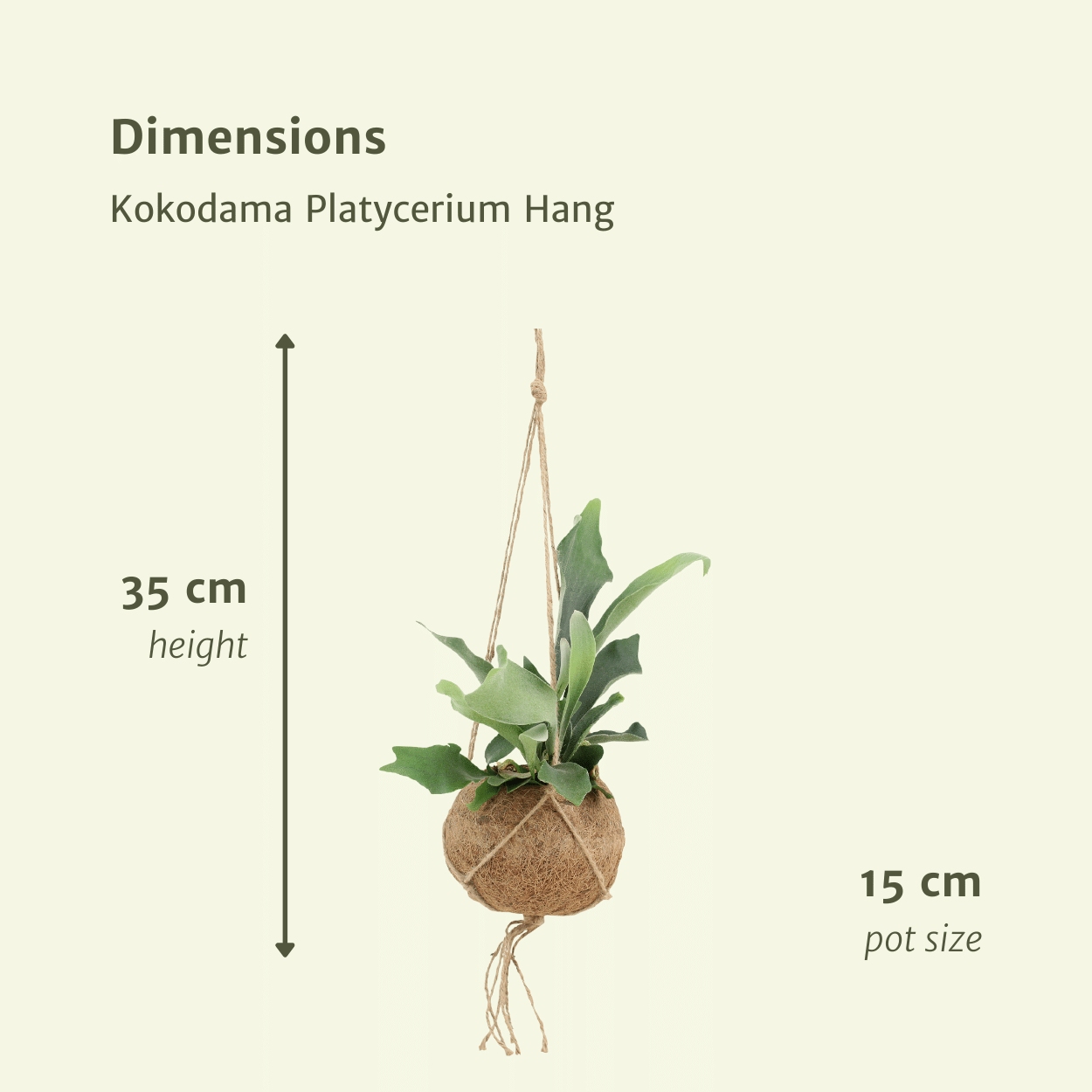 2x Kokodama Platycerium Hang - Hirschhornfarn - 35cm - ø15
