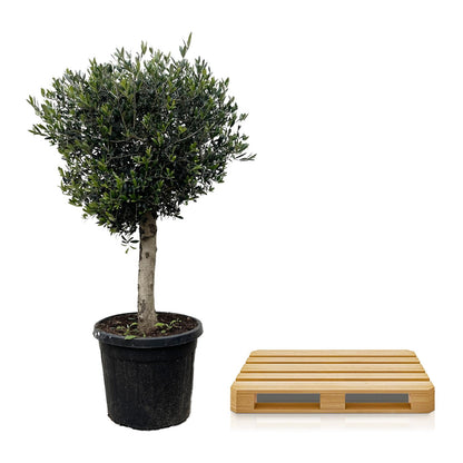 Olivenbaum Lorc – 180 cm – Mediterrane Kübelpflanze