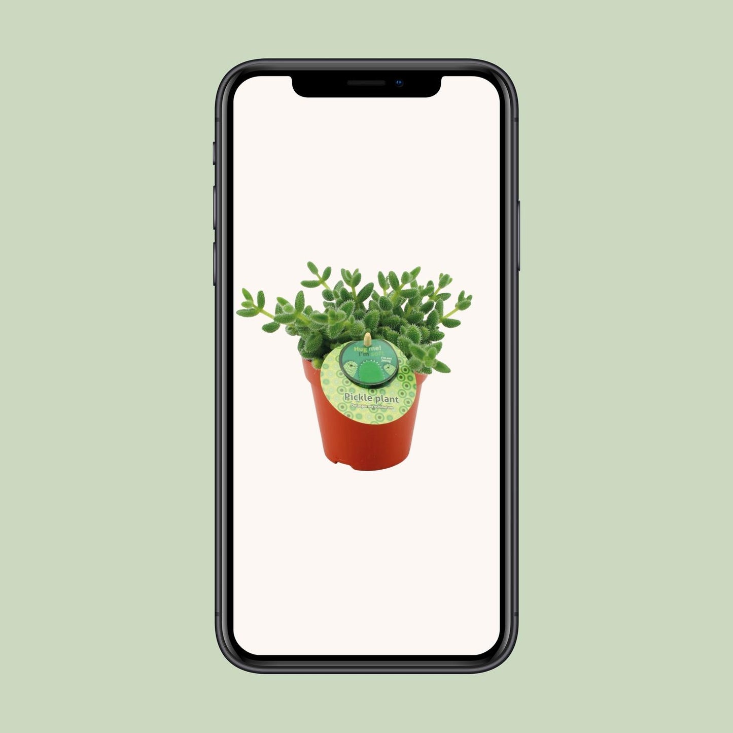 Delosperma Echinatum - Ø12cm - ↕20cm