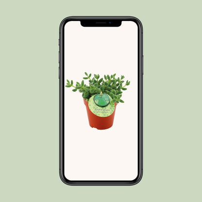 Delosperma Echinatum - Ø12cm - ↕20cm