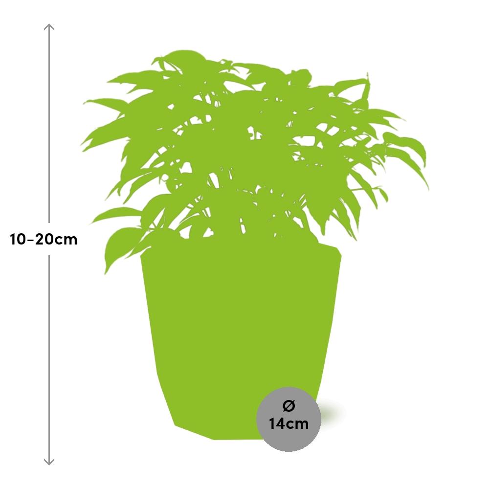 Ficus Benjamina Kinky in ELHO b.for rock 14 cm warm grey