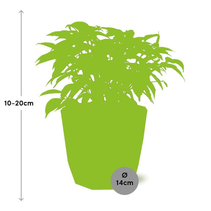 Ficus Benjamina Kinky in ELHO b.for rock 14 cm warm grey