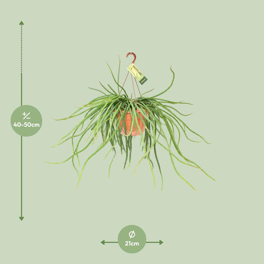 Rhipsalis Selenicereus Wercklei - Ø21cm - ↕50cm
