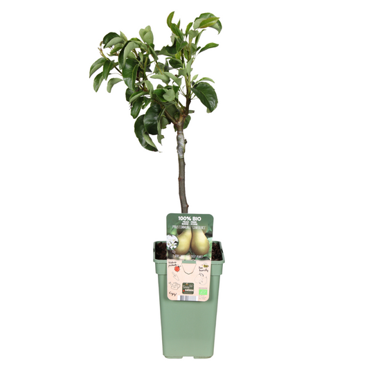 Pyrus Communis Conference - Peer - Ø19cm - ↕60cm