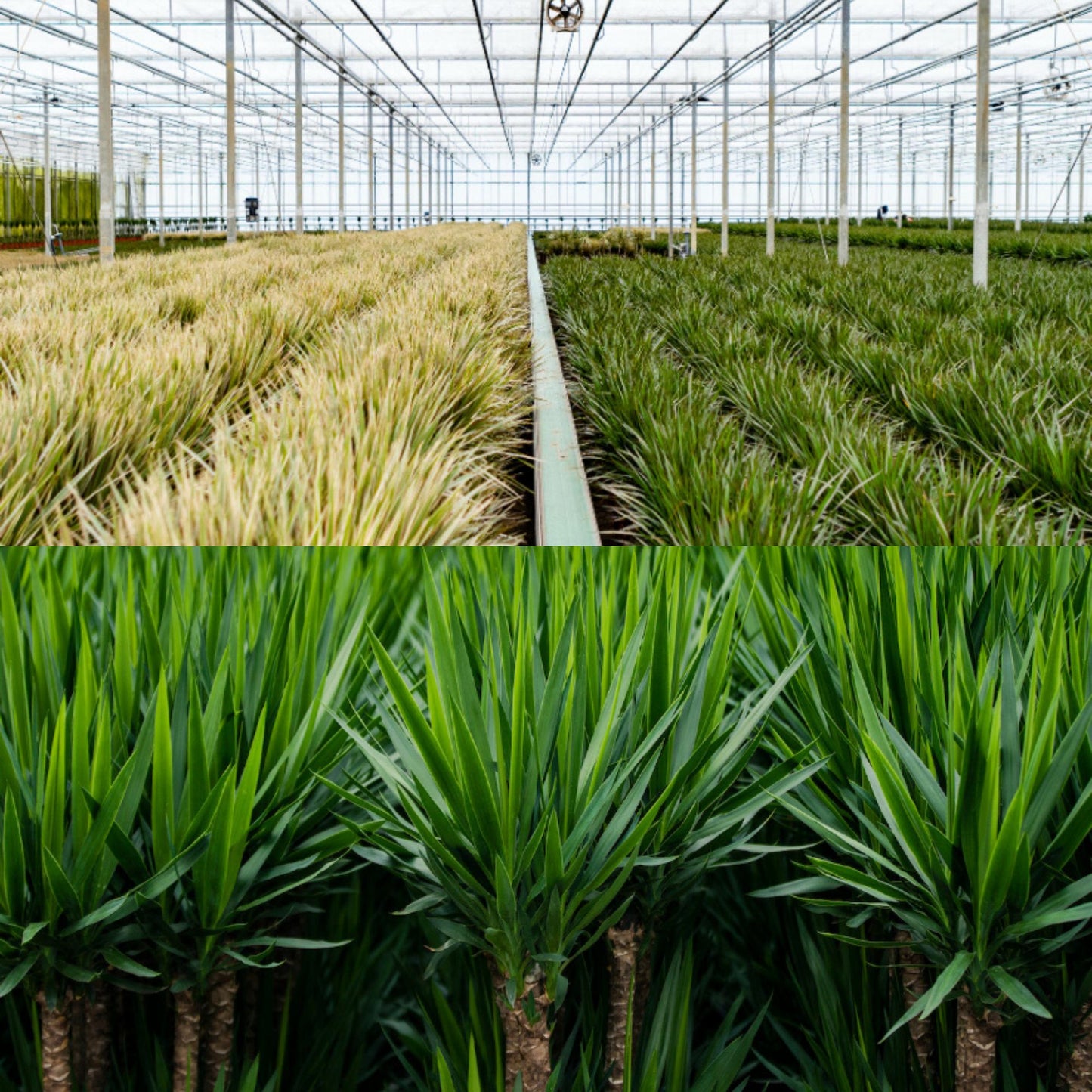 Drachenbaum & Yucca Set – Stilvolle Zimmerpflanzen 70/90 cm
