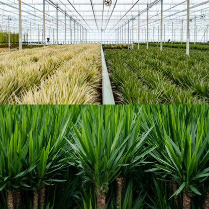Drachenbaum & Yucca Set – Stilvolle Zimmerpflanzen 70/90 cm