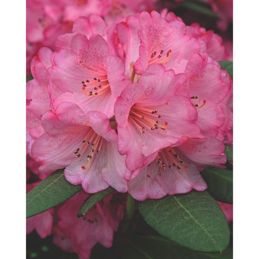Rhododendron 'Wine & Roses' - Ø13cm - ↕20cm