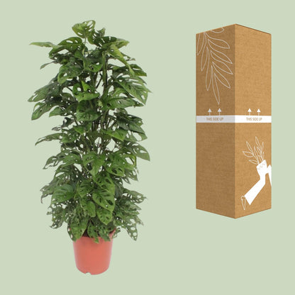 Monstera Monkey Leaf - Ø24cm - ↕120cm