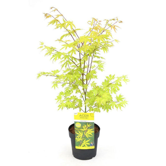 Acer palm. 'Anne Irene' - Ø19cm - ↕40cm