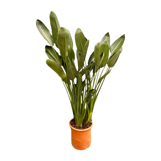 Paradiesvogelblume XXL – Exotische Zimmerpflanze 200 cm