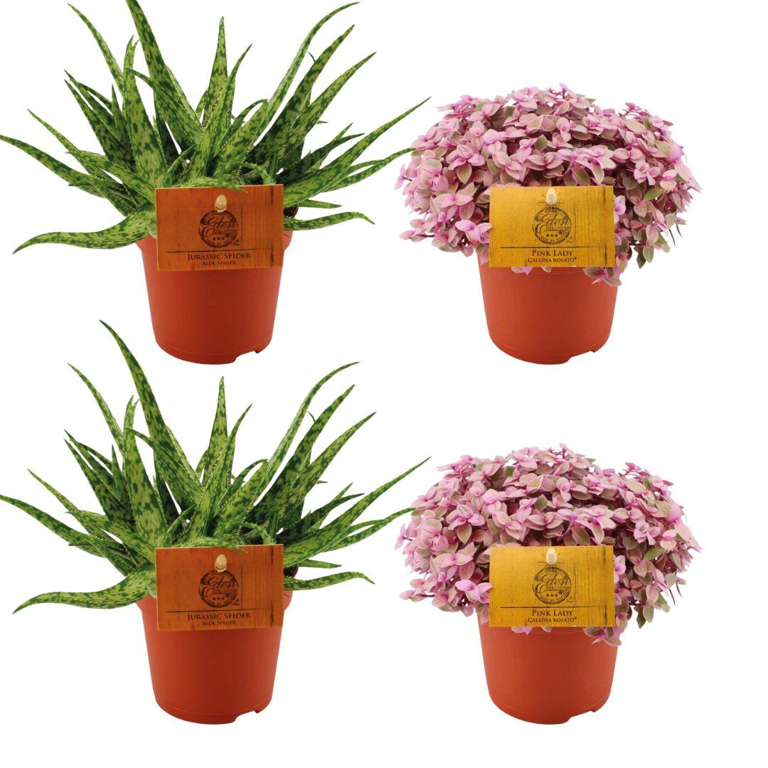 2x Aloe Spider + 2x Callisia Rosato - 4 stuks - Ø10.5cm - ↕10cm