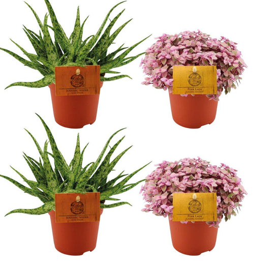 2x Aloe Spider + 2x Callisia Rosato - 4 stuks - Ø10.5cm - ↕10cm