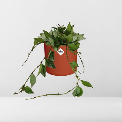 Hoya Krohniana Eskimo in ELHO b.for soft rond 14cm brique
