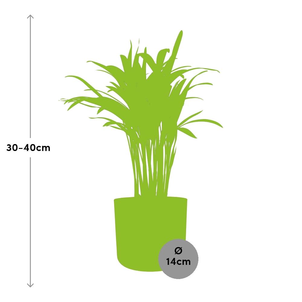 Areca Palm in ELHO b.for soft rond 14cm brique